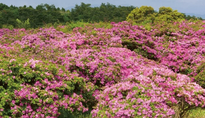 ミヤマキリシマ