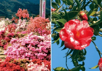 ツツジ・ツバキ