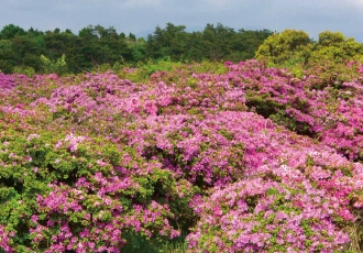 ミヤマキリシマ