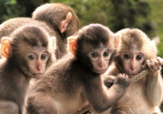高崎山自然動物園